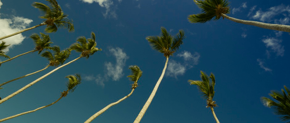 Palm trees senior living